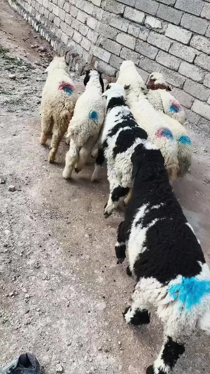 من رخصت الأدمن المحترم
اخوان للبيع طليان العدد 8 كلهم طليان مابيهن ولا فطيمه طليان ناصحات شرط النصاحه تريدهم ربط او ذبح درجى أولى ابيع شلع شرط النصاحه المكان صلاح الدين بيجي للات
*********** /***********
