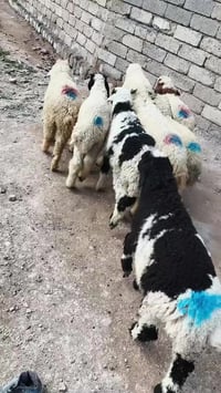 طليان • ٨ رؤوس • صلاح الدين بيجي