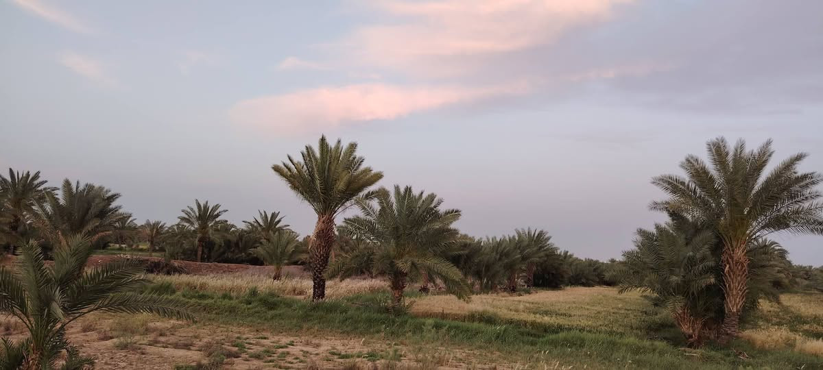 ارض زراعيه 18دونم عقد 35 تحتوي اكثر من 300نخله مختلف الانواع ع طريق الدغاره باقي التفاصيل ع الخاص
***********
