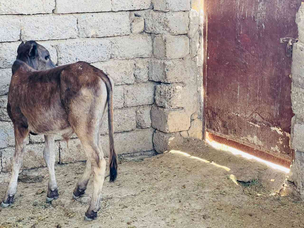 السلام عليكم حولي بوكاني مال ربط ونضيف درجى اولى شرط عمره 6اشهر المكان صلاح الدين الشرقاط الخضرانيه توصيل موجود حسب الاتفاق ***********
