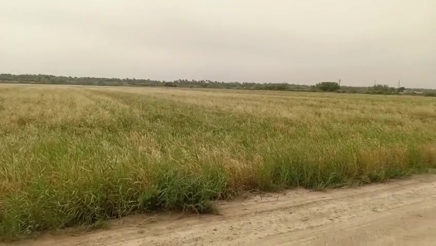 ارض شاطية مساحة 216 دونم اللج 1 المدائن طريق بنية عقد 35 على 24 يتحول .. للبيع ارض ممتازة مزروع فيها حنطة  حاليا مع صاحب الأرض مطلوب بالدونم 45 مليون وقابل للتفاوض 
للتواصل واتساب ***********
