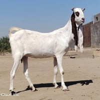 بكريات • خط اول • آسيا