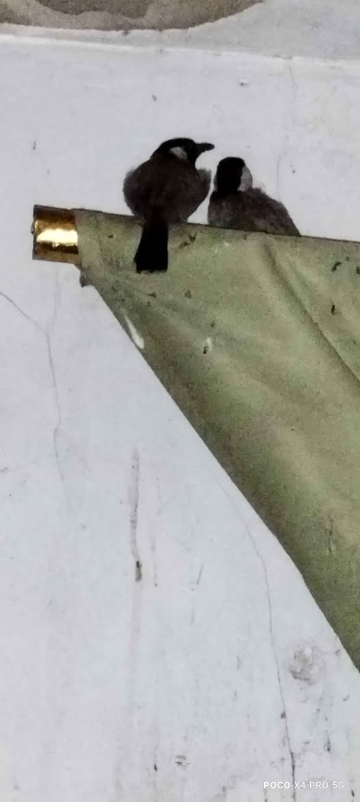 بلابل محميه مزاويج مع تك/ العنوان قضاء أبو غريب بغداد, العراق


**إذا كنت صاحب هذا الإعلان وتريد حذفه لأي سبب، رجاءا أرسل رسالة إلى الدعم الفني**