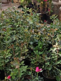 ورد عراقي • سلطاني عطري • توصيل