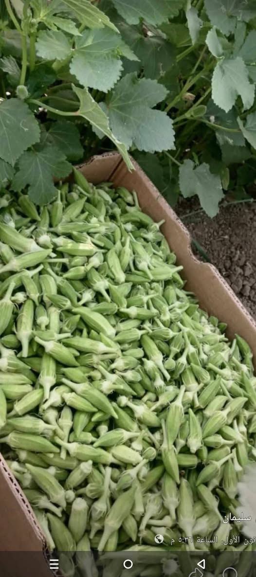توجد لدينا بذور باميه فرنسيه الاربعينيه الاصليه بنت القوطيه جيل اول لون فاتح للثمر تتحمل درجات الحراره الكافيه للإستفسار ***********العنوان واسط
