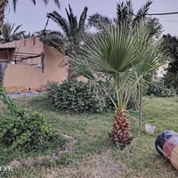 ٤ دوانم • بيت للبيع • صوب بني ركاب