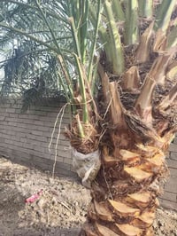 فسائل بريم • عدد ٢ • قضاء المدينة