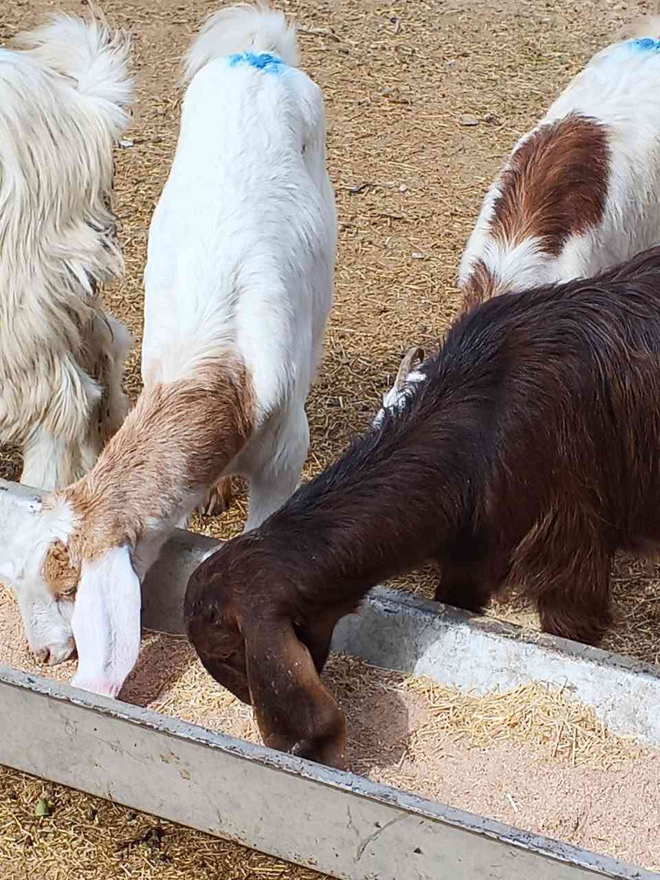 يوجد جدعات مال جنيه شرط نصاحه بيجي الحي العصري رقم المبايل ***********
