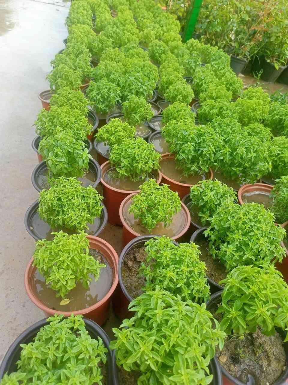 مشتل سناريا وصول وجبة جديدة من نباتات الزينة والأزهار سايدين حي المحاربين شارع النخيل قرب ماركت نون


**إذا كنت صاحب هذا الإعلان وتريد حذفه لأي سبب، رجاءا أرسل رسالة إلى الدعم الفني**