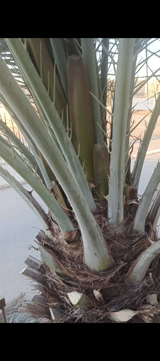 نبشركم نخل 🌴 العمارة بشر بالظهور خروج الطلع بهذا الؤقت شهر (2) لأن الجو دافي... تصويري لهذا اليوم كوني حدقچي فلاح مختص بالنخيل عملي حدقچي فلاح اختصاصي كل شيء (***********) مهند #الكعبي
