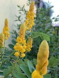 بيت للبيع منطقة الحبيبيه قرب مركز شرطة الحبيبيه المساحه 250 متر 3 غرف ...