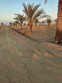 بستان للبيع • ارض زراعية • دونمين للبيع • بابو غريب سميلات • اراضي باب...