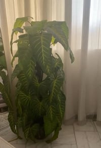 شجرة • حديقة
