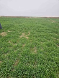 الكوت البسروكيه • ٥دونم • ٢٠نخلة