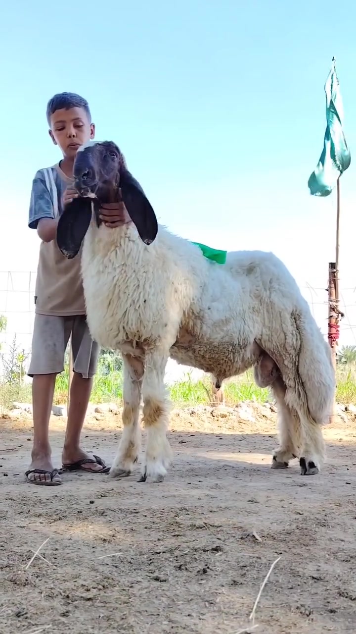 طلي فول مواصفات من حلال اكريش درجه اولى واحد عله واحد وينهم العشاكه خط ونخله وفسفوره للبيع الشراي يتصل ويدلل المكان واسط قضاء النعمانيه
***********
***********
