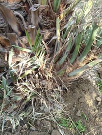 فسائل نخيل • بريم • السماوة