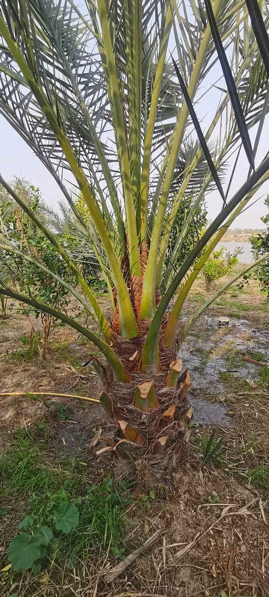 برحيات للبيع
6 نخلات
***********
