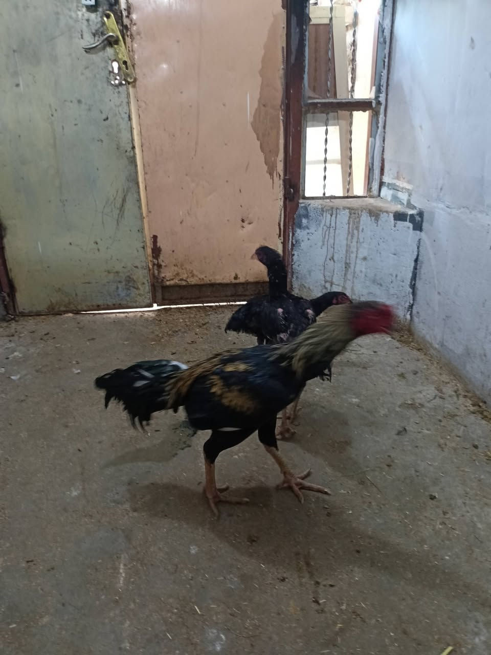 دجاج 2 وديك هندي للبيع ***********

