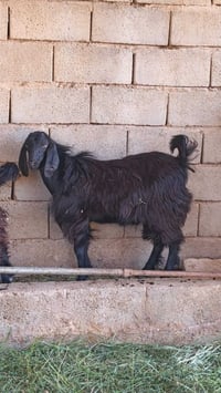 للبيع • بي مجال