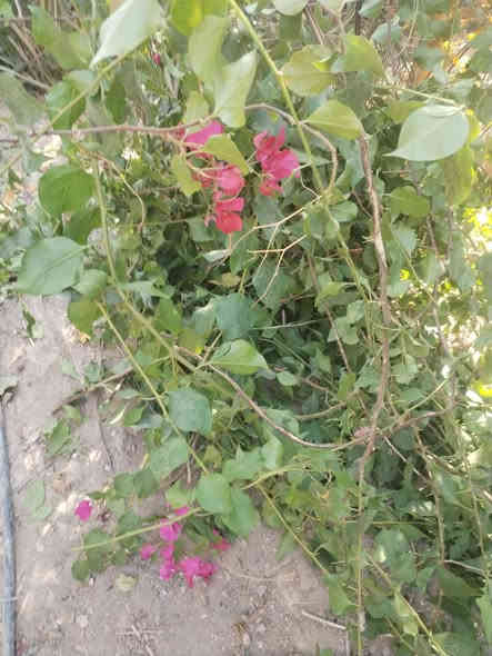 بسم الله الرحمن الرحيم 
للثواب مجاني 
اقلام جهنمي 
اقلام طرنج 
اقلام تكي كندي 
اقلام تكي عراقي 
اقلام رمان واندفل 
الى ارواح امواتي الفاتحه 
مشتل الزهراء في ميسان 
العماره بستان دور النفط شارع مقبره الصابئه قرب جملونات بيت العنتاكي للدواشك والحصران داخل الفرع 
***********
***********
