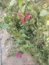 اقلام مجاني • مشتل الزهراء ميسان • رمان