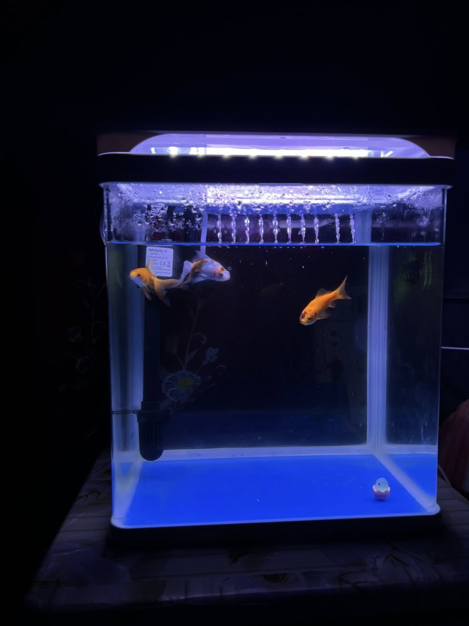 للبيع‼️
متوفر حوض للسمك مع ثلاث سمكات لمعرفة باقي التفاصيل التواصل في الخاص  
السعر:-30 
الرقم:-***********
العنوان:-البصرة العالية
