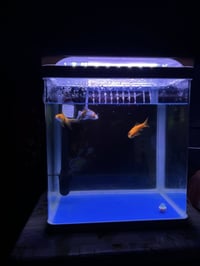 حوض سمك • ٣ سمكات • البصرة العالية