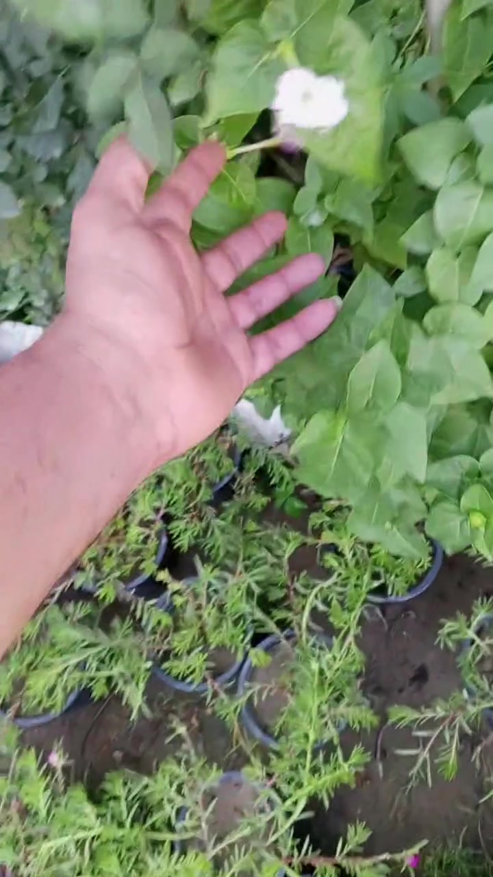 يوجد خدمة توصيل داخل لكوت فقط احجز وستفسار مرسلتنه خاص


**إذا كنت صاحب هذا الإعلان وتريد حذفه لأي سبب، رجاءا أرسل رسالة إلى الدعم الفني**