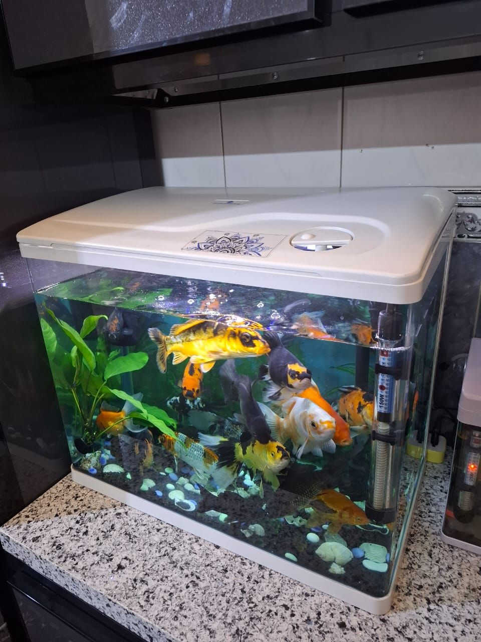 حوض اسماك حجم ٦٠ سم العرض والارتفاع ٤٨  هيتر وفلتر سقفي والزينه ماته كلها وياه من عدى الاسماك مكاني بغداد عامريه للاتصال *********** متواجد واتس اب فقط

