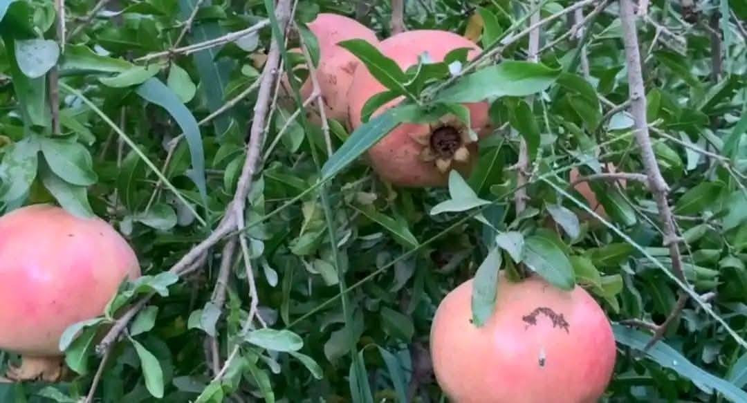 يتوفر لدينا شتلات رمان بيشكان حلو وحامض.
سعر كل ٢ ب٥ الف
للحجز والاستفسار الاتصال على الرقم *********** جاسم الخليفاوي العنوان الخالديه شارع العام مقابل بلديه الخالديه
