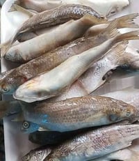 اسعار يوم ااالثلاثاء  ♥️🥰 المسكوف الأصلي صار أقرب مما تتخيل 😋اكيد جمعة...