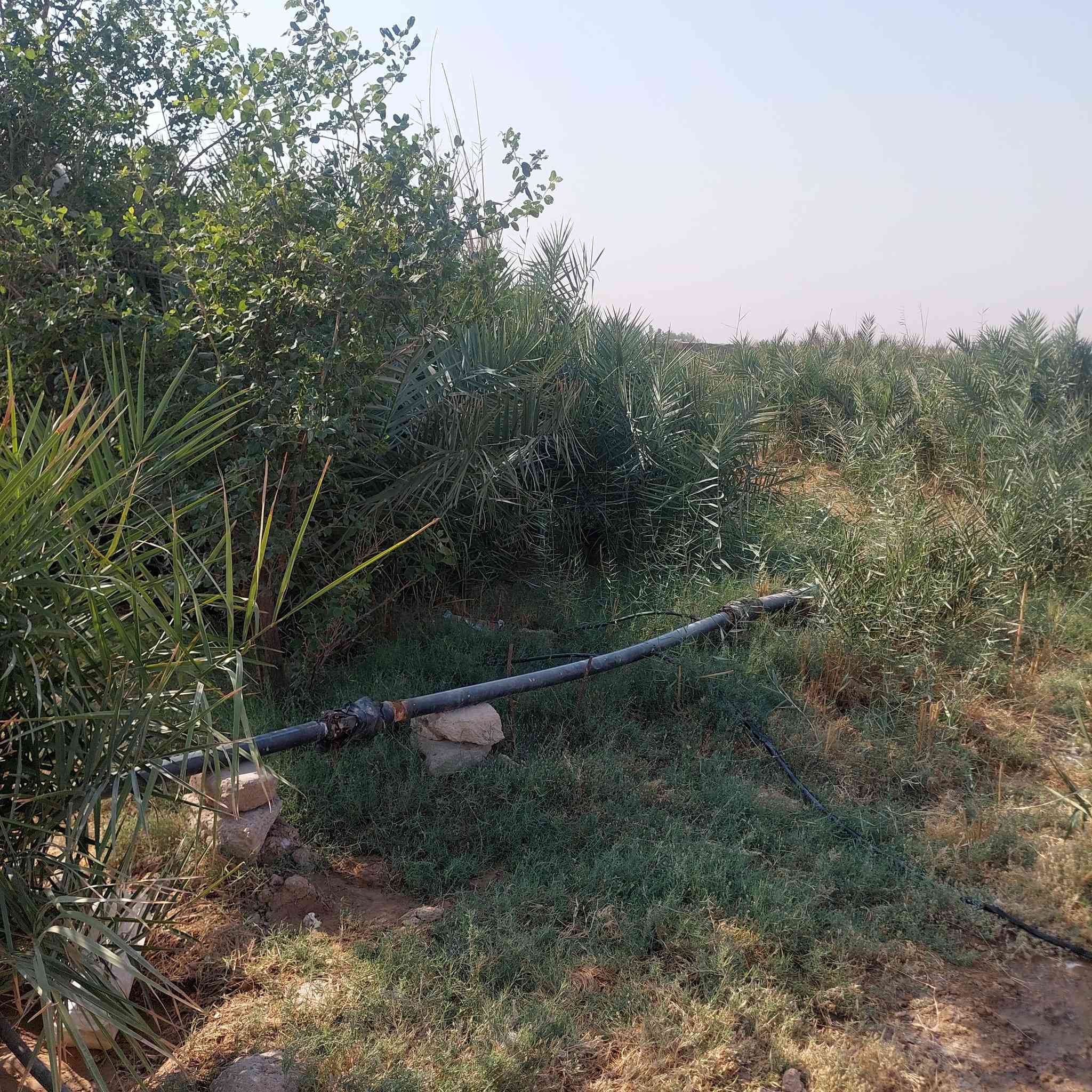 سلام عليكم  دونم زراعي البيع بيه بيت سندوج وزارعين بيه نخل وسدر مثل ما واضح بل صوره كهرباء وماي ارتواز العنوان الزبير المكصب ورا الخليل نهايت الشارع العام ***********////***********
