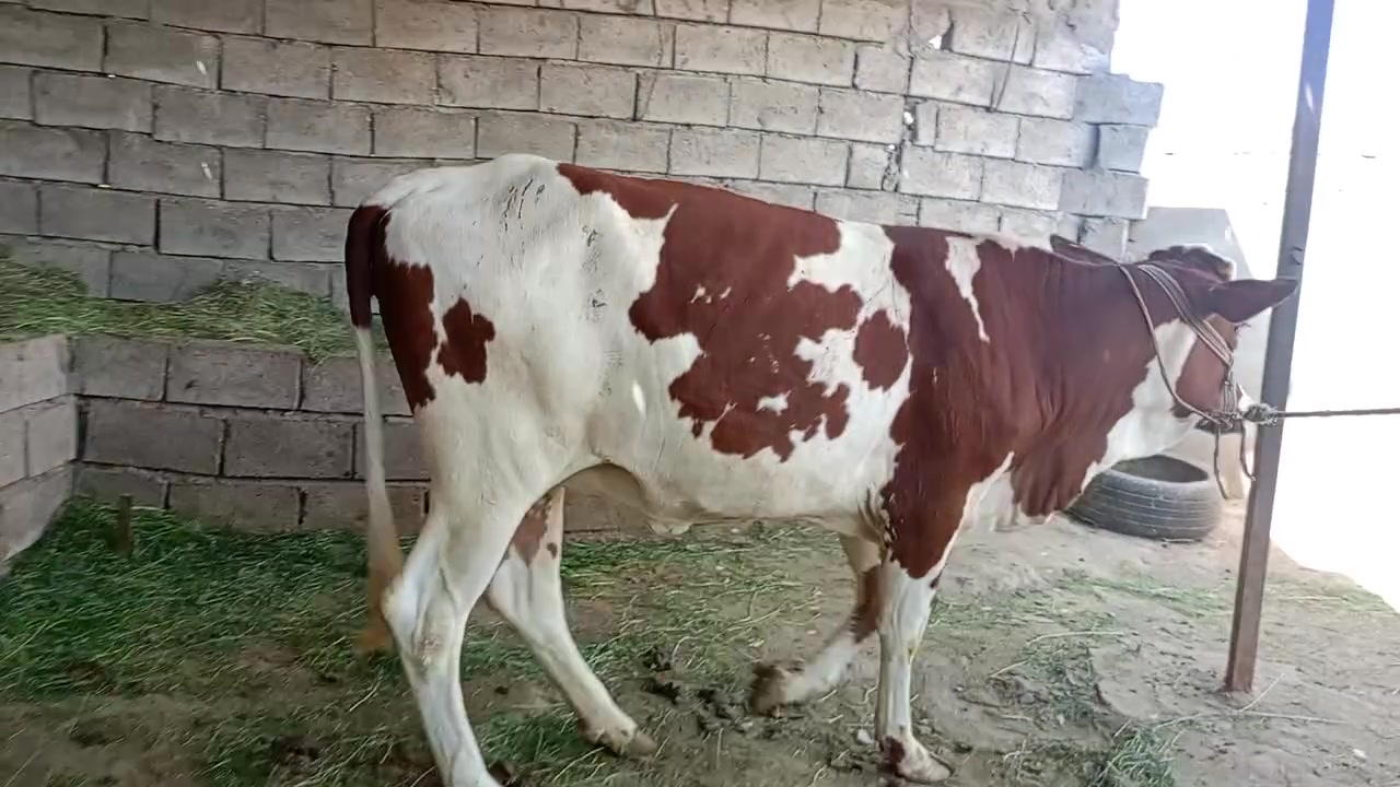 السلام عليكم
بجر هولنديه خط اول 
مصرفه شهر ما انطي كفاله
بجر مال بيت درجه اولى مال جنيه خشنه
شرط اجل وشرب ونصاحه 
م. صلاح الدين.الشرقاط . الخضرانيه
***********
يوجد توصيل
