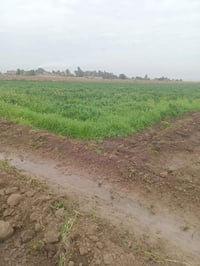 ٥٠ دونم • طابو سند ٢٥ • نهر دجلة