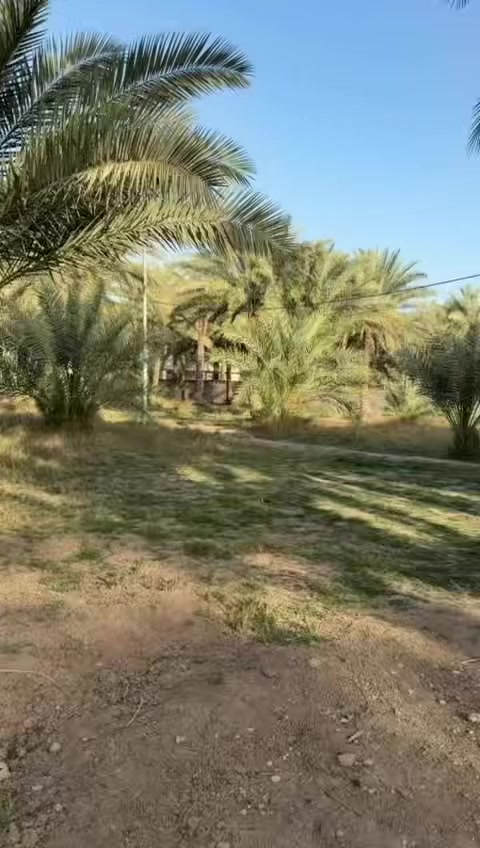 السعر 👈 الكلي (( 550 )) مليون مع المجال
سلام عليكم متابعين نعرضلكم قطعه بمساحه دونمين تحتوي بيت حديث مرتب جداً واجهة الارض 40 متر الهه شارعين بالوجه شارع وبظهر ايضاً شارع تنباع نص دوتم مع البيت وينباع نص بدون بيت وتباع شلع تحتوي ع عددمن النخيل خير من الله البيت طابقين يتكون من اربع غرف نوم وصاله وستقبال ومطبخ خدمات متوفره بالكامل مدارس اسوق مستوصف تبليط منطقه سكنيه 

العنوان كربلاء شارع بغداد سايد الدخول (( عمود 97  ))منطقة بدعت شريف للأستفسار اكثر الاتصال ع الارقام 

*********** 

***********

@الجميع
