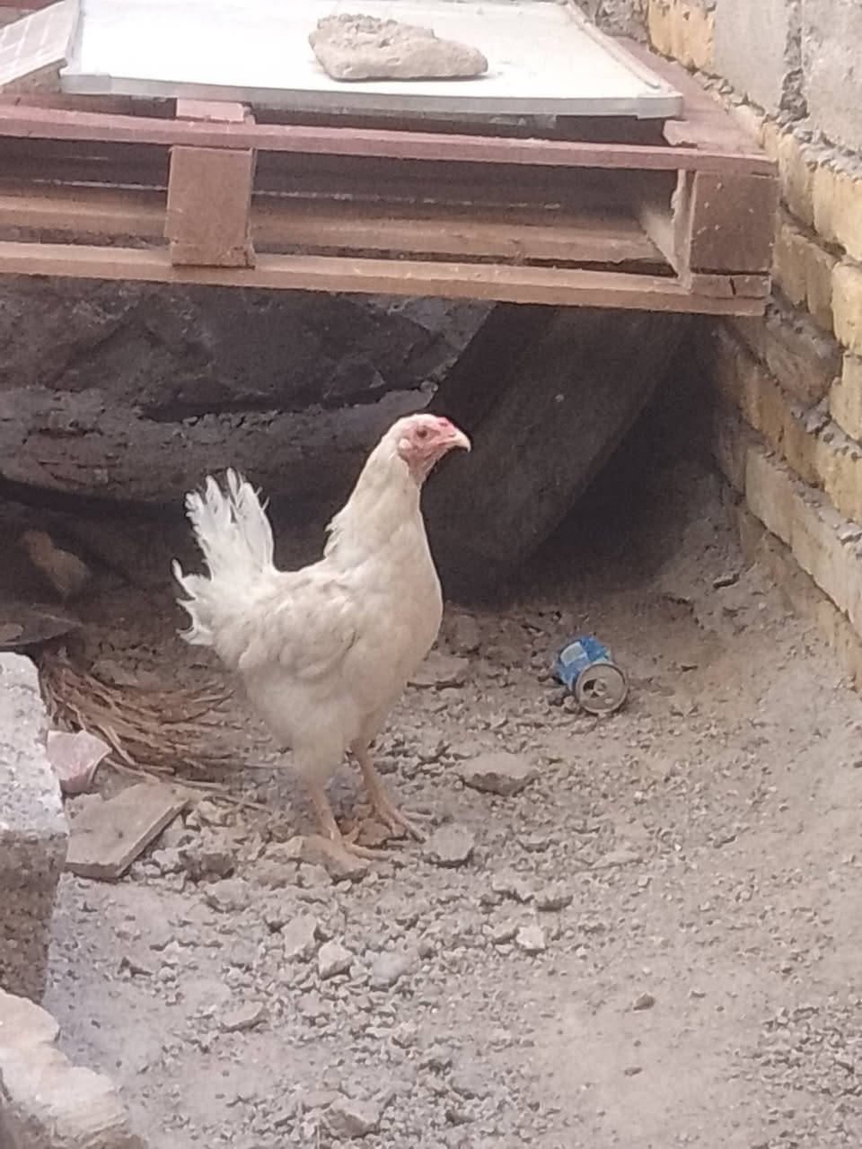 دجاجهه هي وفرخها للبيع مكاني كوت حي جهاد وموجود بشهه وافرخها هم شراي يتفضل


**إذا كنت صاحب هذا الإعلان وتريد حذفه لأي سبب، رجاءا أرسل رسالة إلى الدعم الفني**