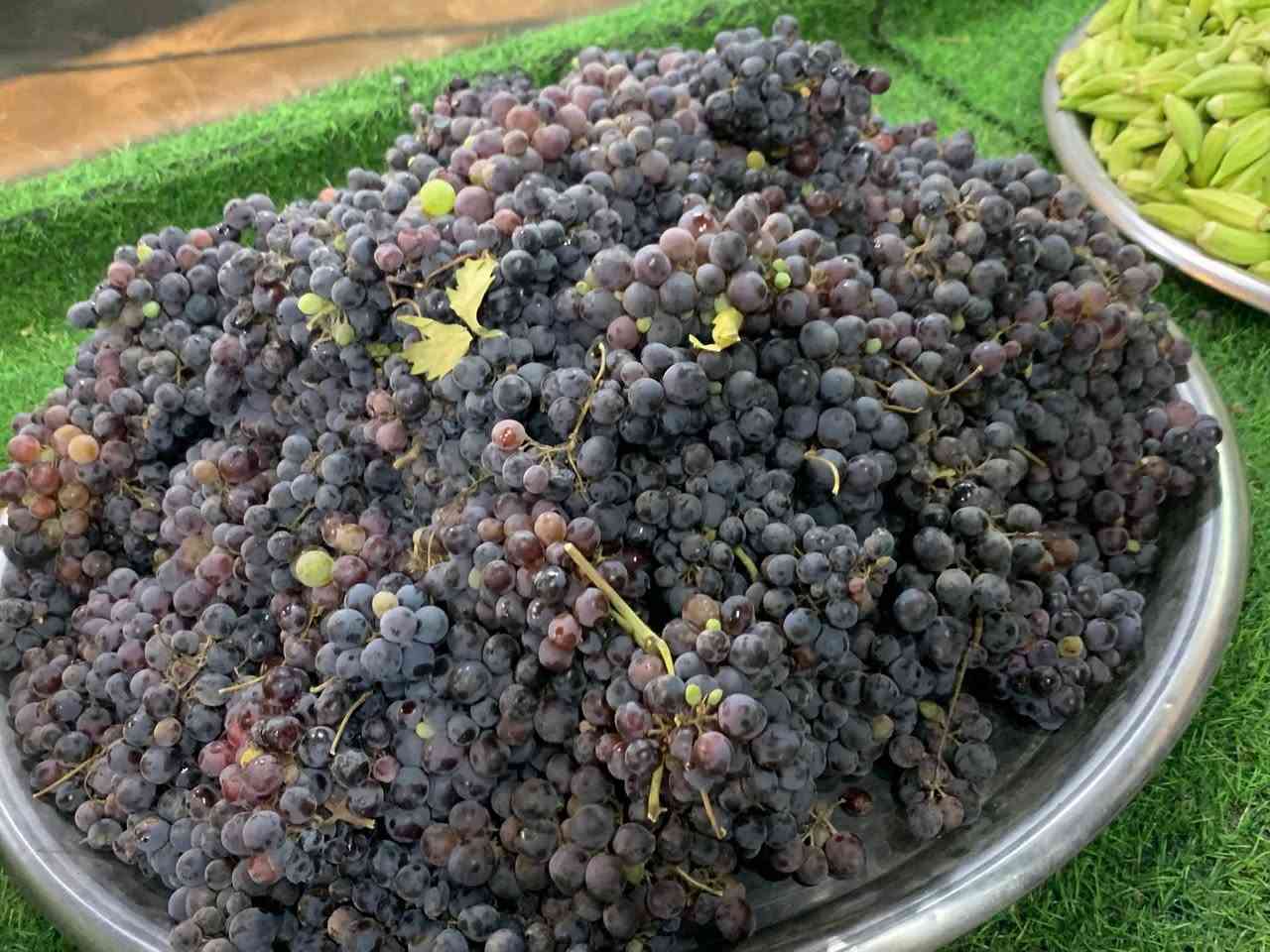 طماطه 500 
بصل 🧅 750 
بصل كرستال 750 
 لوبيه 2000 
بانيه مال تجميد 2000
بطاطه 750 
خيار 750 
عنب 🍇 1500 
ركي كيلو 500 حكه 2000


**إذا كنت صاحب هذا الإعلان وتريد حذفه لأي سبب، رجاءا أرسل رسالة إلى الدعم الفني**