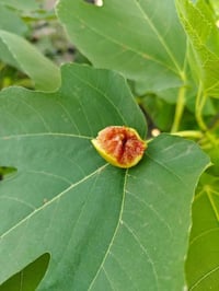 شتول تين أسباني • عسلي اسود • متر وشوي