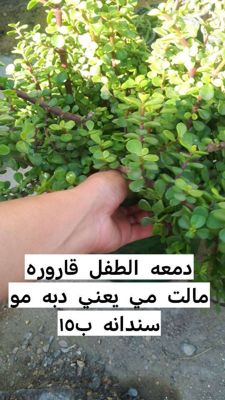 السلام عليكم رجعنه من جديد دمعه الطفل أحجام حلوه دبه مو سندانه الزوج ب٣٠ الوحد ب١٥ يوجد لدينا توصيل داخل بغداد بعض المناطق 🚘🌿🚘🚘🚘🚘🌿


**إذا كنت صاحب هذا الإعلان وتريد حذفه لأي سبب، رجاءا أرسل رسالة إلى الدعم الفني**