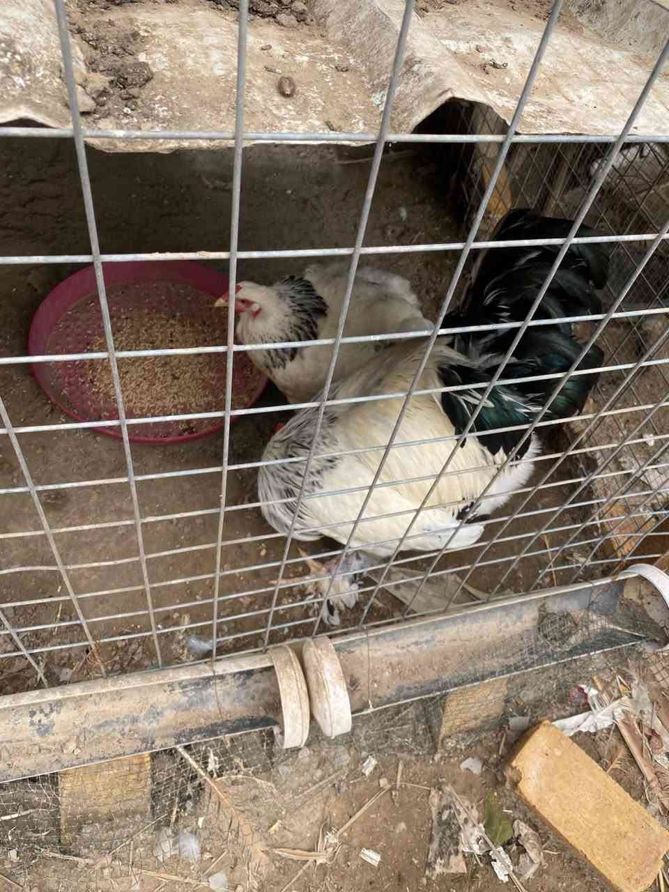 البيع دجاج براهمه وزينه دجاج دويج ابيض وطاوس وفراخ وبيض  وطيور حب ١٠ وي القفص


**إذا كنت صاحب هذا الإعلان وتريد حذفه لأي سبب، رجاءا أرسل رسالة إلى الدعم الفني**