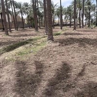 الحمزه الغربي • طابو • سند عثماني