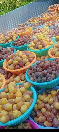 تمر فرش • من البستان • بعد الزيارة
