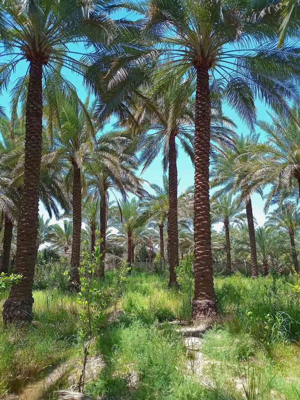 دونم ركن على شارعين كامل خدمات من كل النواحي قرب جزيرة بغداد السياحية يبعد حوالي  15 دقيقه قرب منطقة ابو دالي مدخل منطقة الدباقيه حي المهندسين
يباع اما كاملا أو نصف مشجره حمضيات نخيل أصناف متنوعه موقع ممتاز 
 سعر 230بيه مجال
دونم ركن على شارعين كامل خدمات من كل النواحي قرب جزيرة بغداد السياحية يبعد حوالي  15 دقيقه قرب منطقة ابو دالي مدخل منطقة الدباقيه حي المهندسين


**إذا كنت صاحب هذا الإعلان وتريد حذفه لأي سبب، رجاءا أرسل رسالة إلى الدعم الفني**
