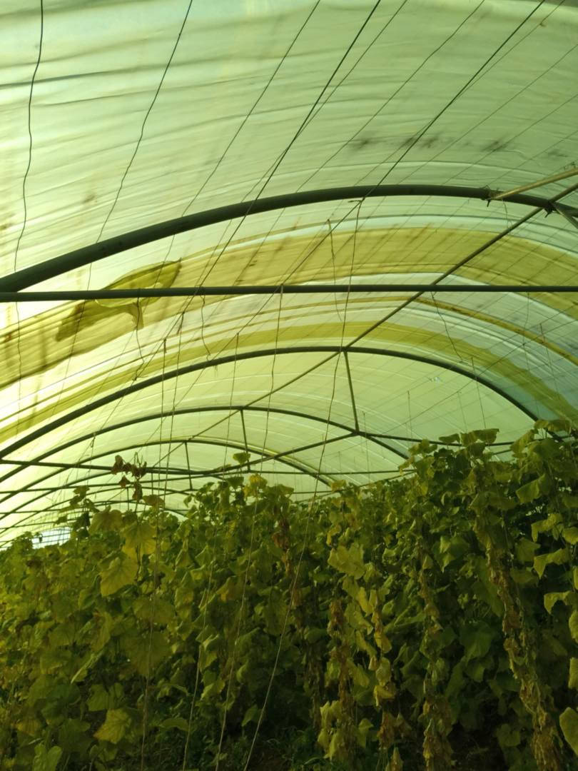 سێ کۆخی دەرە جە یێک بۆ فرۆشتن
2ملیم 
لایلۆن نوێ
سۆندە نوێ
کولە نوێ 
شوێن دەوروبەری ئاکرێ
ژماری موبایل*********** دهوك, العراق
