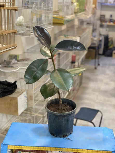 جبنالكم 
تشكيلة
نباتات الظلية وورد الجوري 
زورونا تنورونا 
عنواننا حي التعليم مقابل بوابة مجمع الغزل
***********
