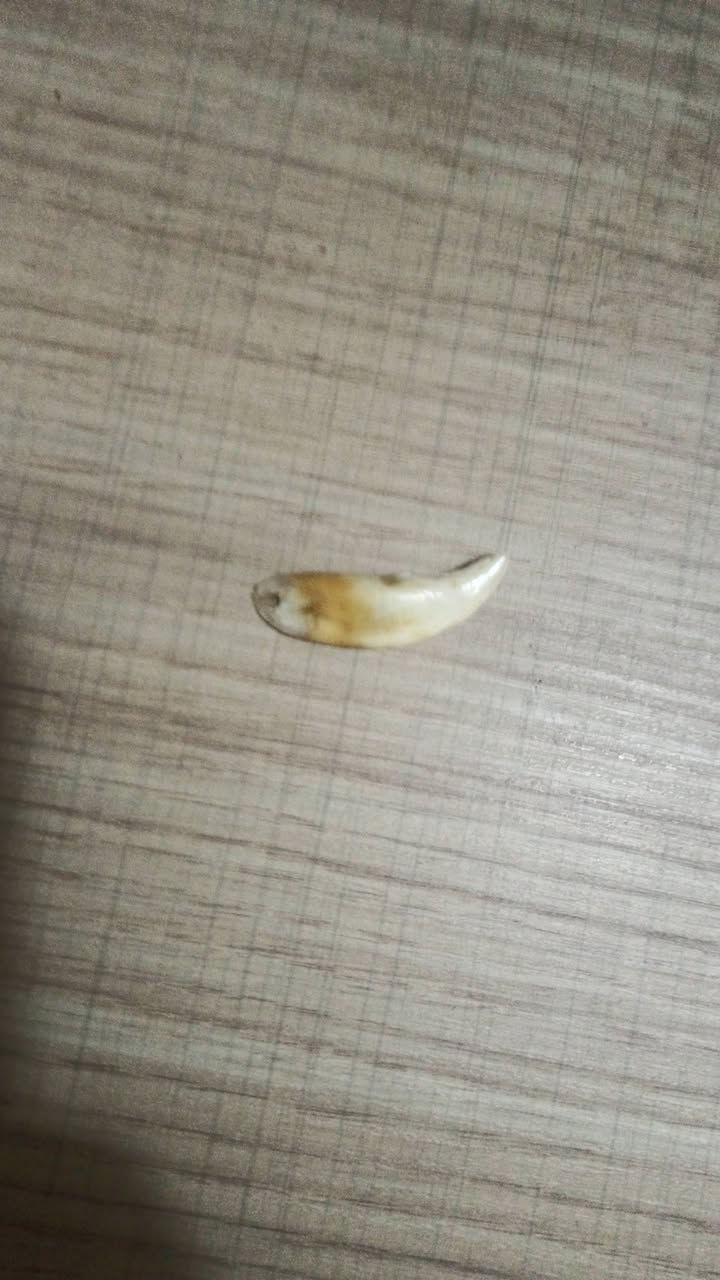 سلام عليكم ناب ذيب للبيع شرط لفحص شوفه لاي ابو ختصاص اذا ما طلع ناب ذيب عمره اكثر من 3 سنين اني اتكفل بكروة جيتك ورجعتك لعنوان ديالئ لمراسله واتساب فقط ***********
