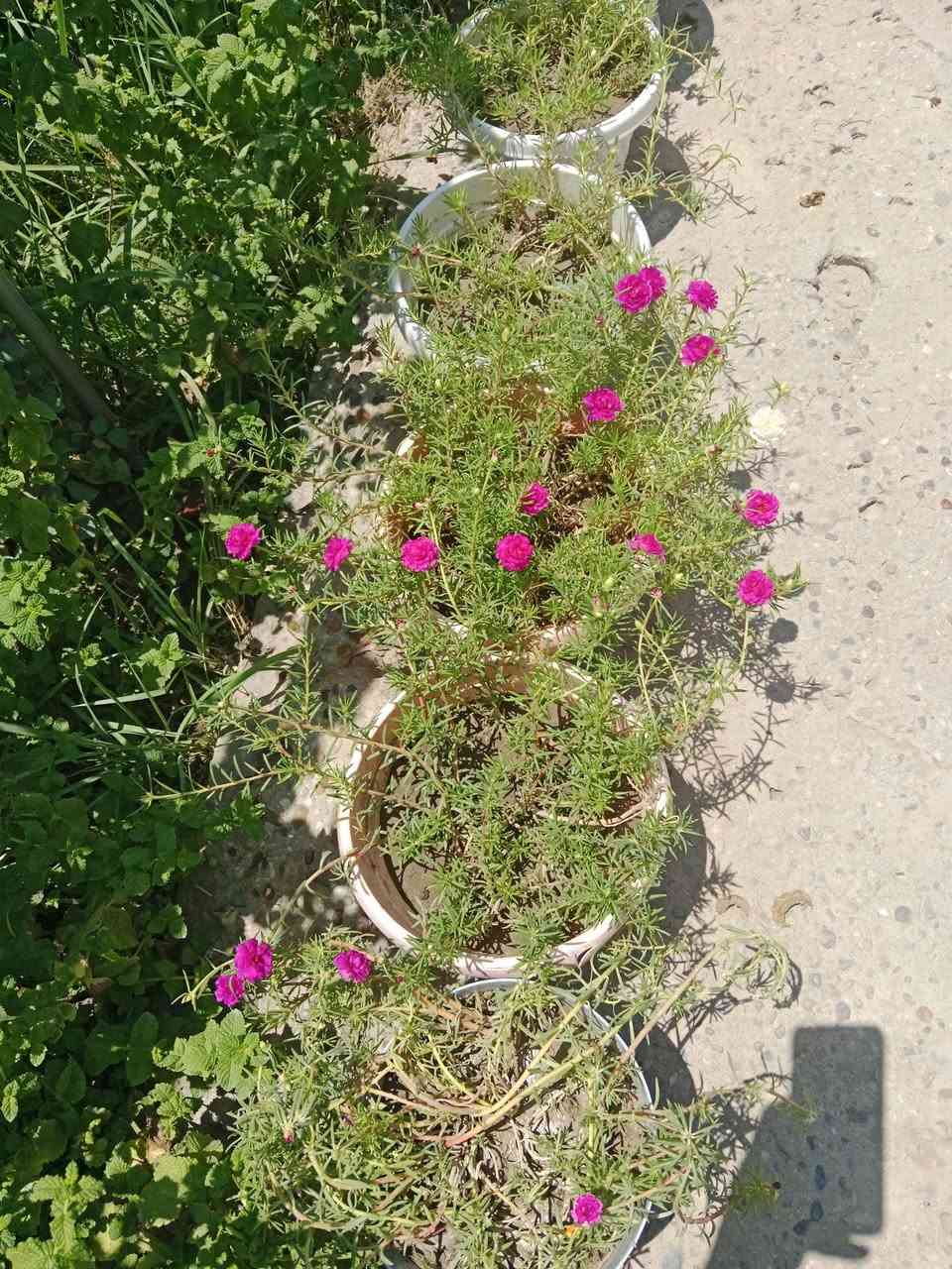 السلام عليكم ..اخواني ورد الصباح العراقي وليس المستورد للبيع السندانه الصغيره ٣ آلاف وكبيره ٥ الف ومتوفر كميه كبيره العنوان البعيثه العدل الثاني ..رقم *********** غير متواجد علا فيس اتصل...
