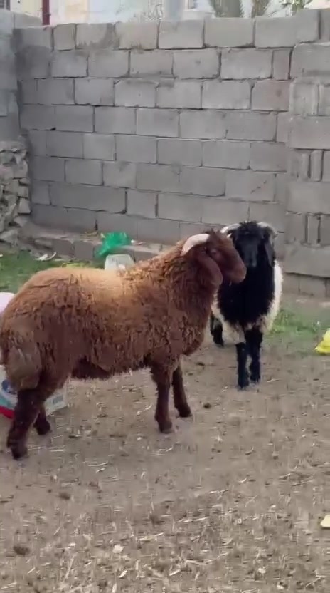 بسم الله متاح طليان درجه اولا مكانهن الانبار الرمادي صوفيه الشراي بي خير ويدلل ***********

