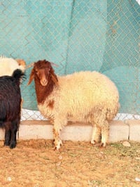 طلي للبيع السعر 350 وبي مجال ‭0774 645 0969‬