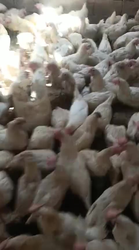 متاح دجاج بياض الابيض كل 4ب مكان تاجي منشأة نصر


**إذا كنت صاحب هذا الإعلان وتريد حذفه لأي سبب، رجاءا أرسل رسالة إلى الدعم الفني**